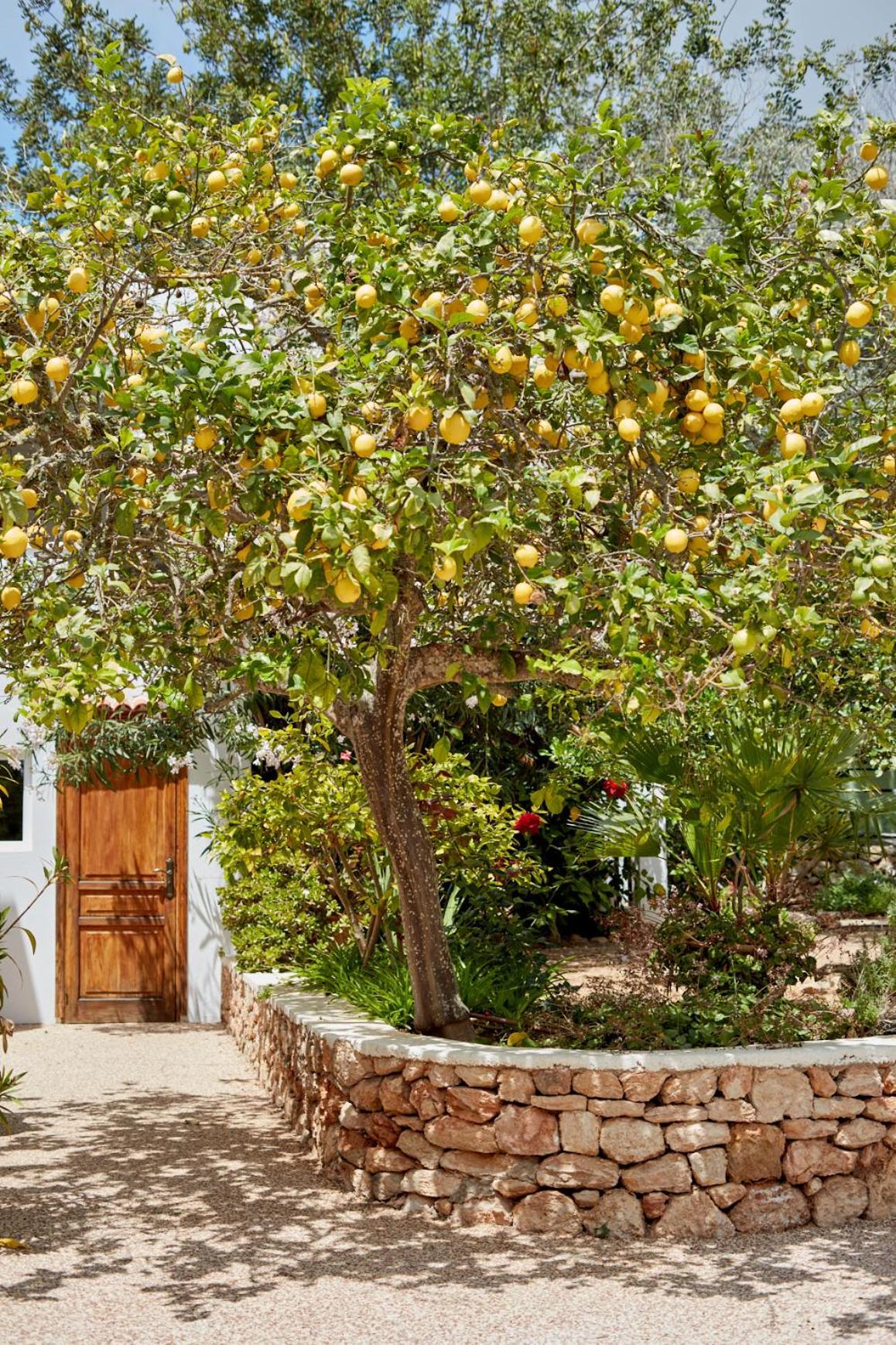 Valley Club Ibiza - Boutique Farm stay