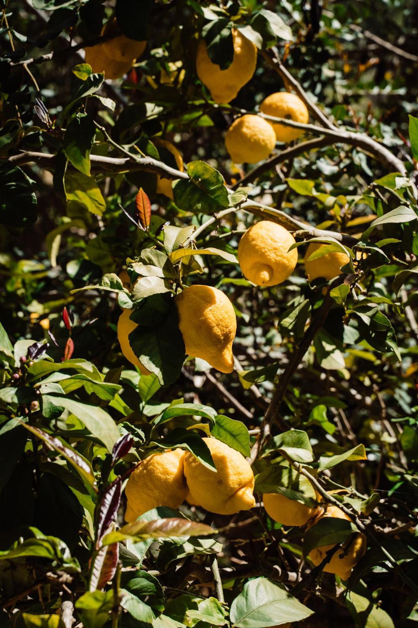 Séjour à la ferme Valley Club Ibiza - Boutique Sant Joan De Labritja